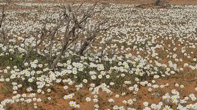 فنادق أهلاً
