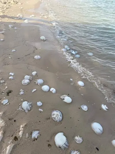صورة خليج نصف القمر