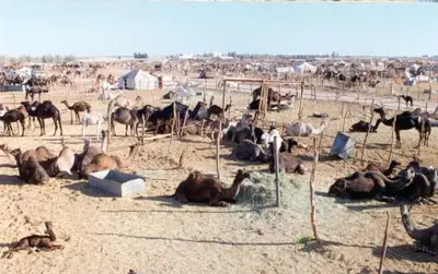 فنادق وادي الدواسر