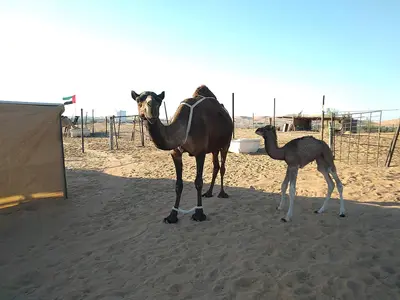 صورة ريماح