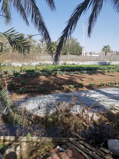 صورة عنيزة